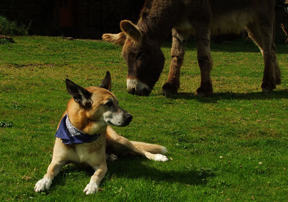 Hund Schmock und Abraham.