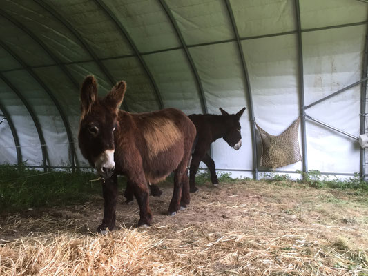großes Weidezelt 8x20 m