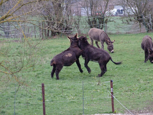 Gismo und Léon spielen ausgelassen - Jungs halt.