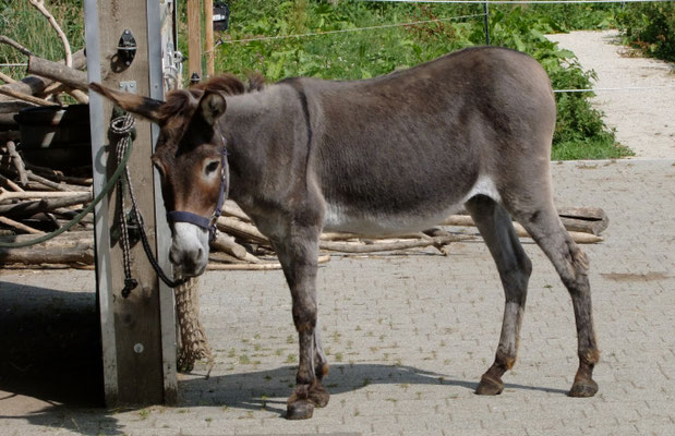 10-jährige Zwergeselstute Katrien aus den Niederlanden