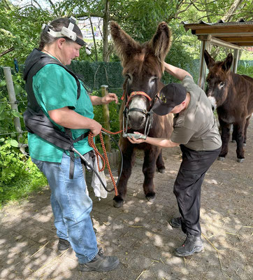 Während ich das Maulgatter anziehe ...