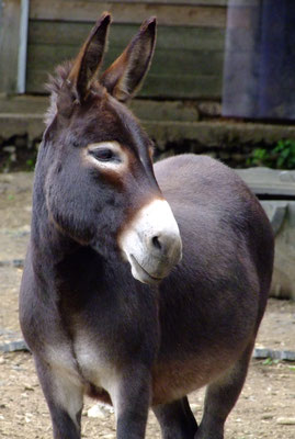 Zwergesel Monty aus Hessen