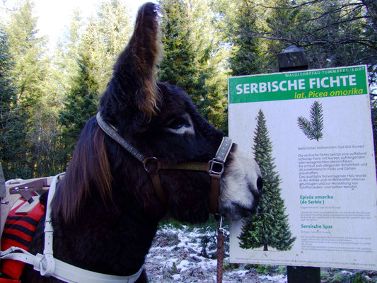 Auf dem Lehrpfad werden viele Bäume erklärt.