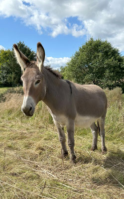 Hausesel Zazou aus Frankreich