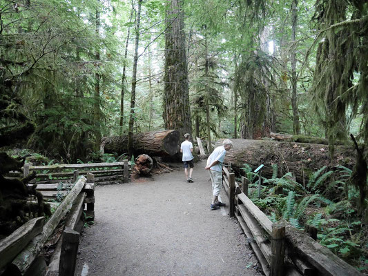 Cathedral Grove