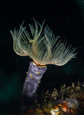 Protula tubularia, Glatter Kalkröhrenwurm