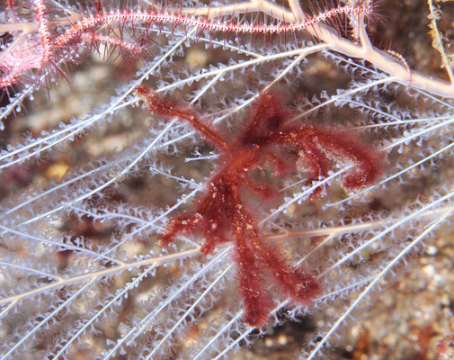 orang-utan crab - Orang-Utan-Krabbe - Achaeus japonicus