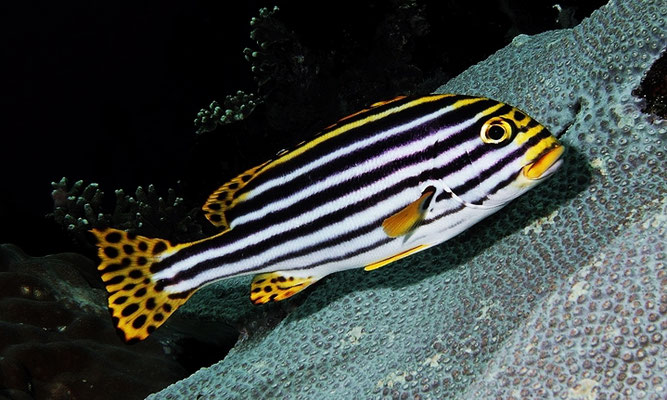 Oriental Sweetlips - Orientalische Süßlippe -Plectorhinchus vittatus