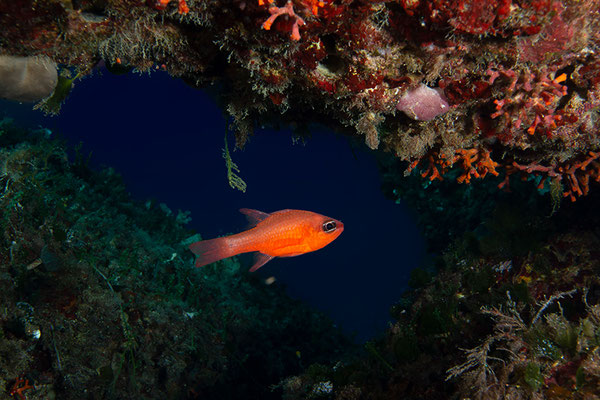 Apogon imberbis, Roter Mittelmeer-Kardinalbarsch oder Meerbarbenkönig