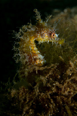 Hippocampus ramulosus - Langschnäuziges Seepferdchen