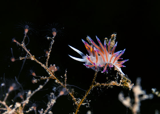 Cretana peregrina, Wander-Fadenschnecke