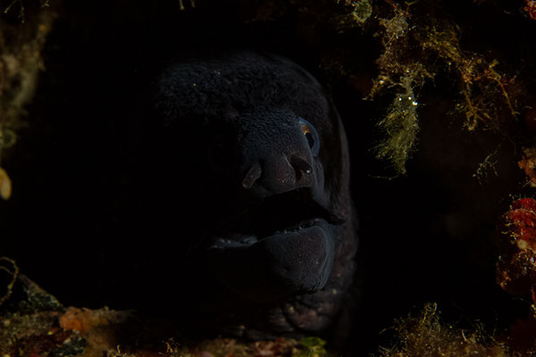Gymnothorax unicolor, Braune Muräne