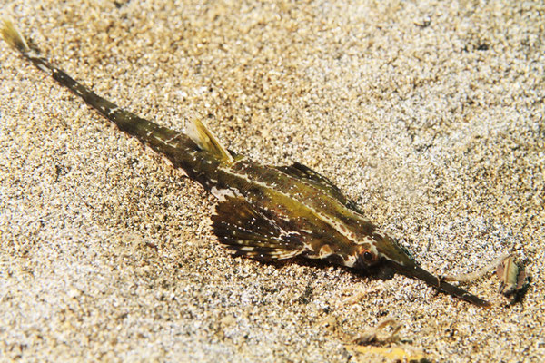 Longtail seamouth - Schlanke Flügelrossfisch - Pegasus volitans