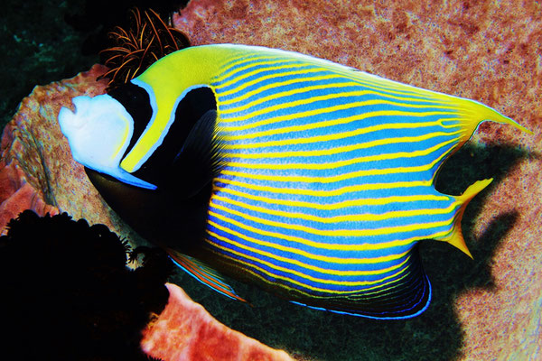 Emperor Angelfish - Imperator Kaiserfisch - Pomacanthus imperator