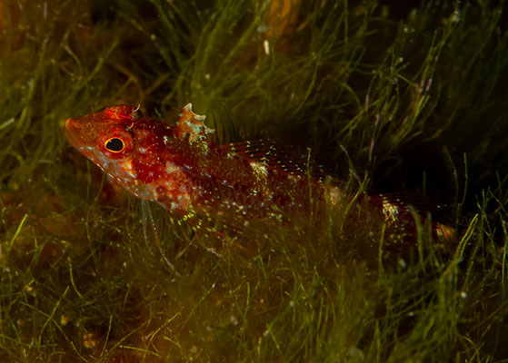 Juveniler Tripterygion delaisi, Gelber Spitzkopf-Schleimfisch