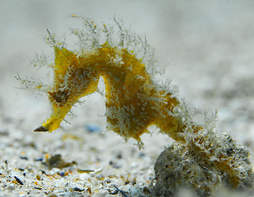 Hippocampus ramulosus - Langschnäuziges Seepferdchen