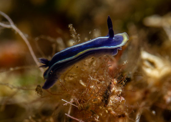 Felimare tricolor, Dreifarben-Sternschnecke