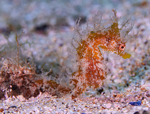 Hippocampus ramulosus - Langschnäuziges Seepferdchen