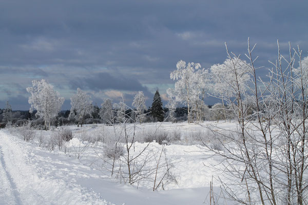 Hohes Venn im Winter