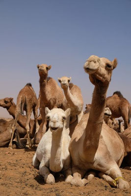...und nicht wie die Ägypter auf sie einprügeln