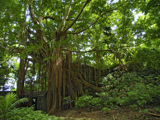 Canyon Tree (Würgefeige)