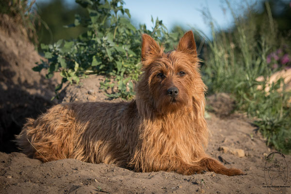  Australian Terrier Von den Grauen Anfurten