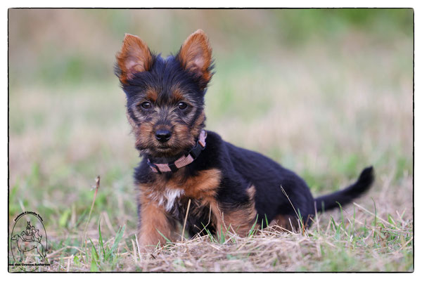 Australian Terrier von den Grauen Anfurten