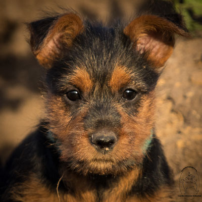 Australian Terrier von den Grauen Anfurten