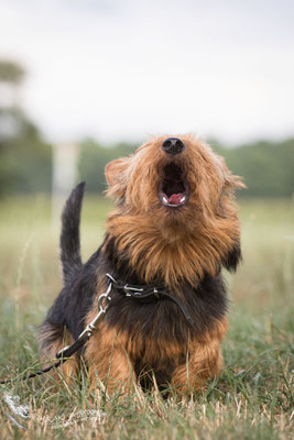 Australian Terrier & Deerhound Zucht/Welpen www.von-den-grauen-anfurten.nl