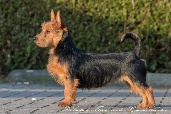   Australian Terrier Von den Grauen Anfurten