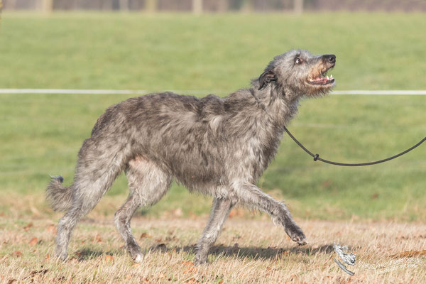 Deerhounds und  Australian Terrier Von den Grauen Anfurten