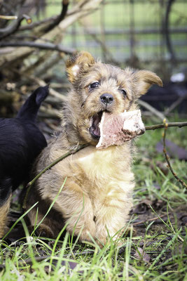 Australische Terrier von den Grauen Anfurten