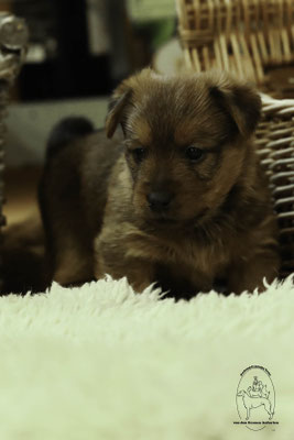 Australian Terrier von den Grauen Anfurten