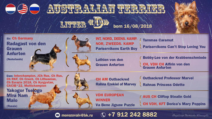  Australian Terrier Von den Grauen Anfurten