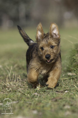 Australian Terrier von den Grauen Anfurten