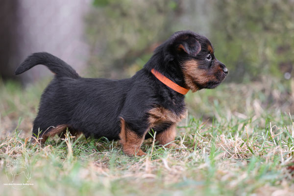 Australian Terrier von den Grauen Anfurten