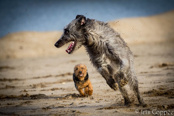 Deerhounds und Australian Terrier Von den Grauen Anfurten