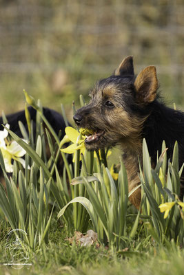 Australian Terrier von den Grauen Anfurten