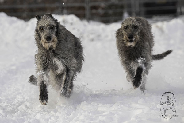 Deerhounds von den Grauen Anfurten