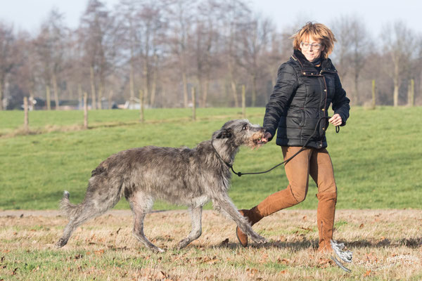 Deerhounds und  Australian Terrier Von den Grauen Anfurten