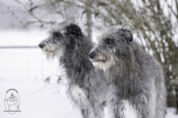 Deerhounds von den Grauen Anfurten