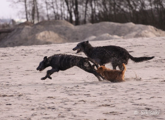 Deerhounds und Australian Terrier Von den Grauen Anfurten