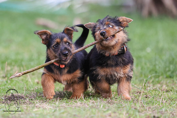 Australian Terrier von den Grauen Anfurten