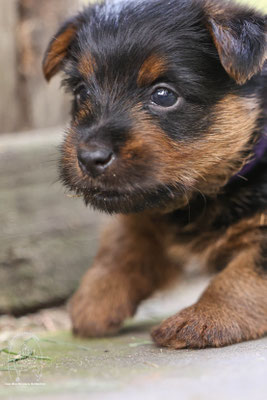 Australian Terrier von den Grauen Anfurten