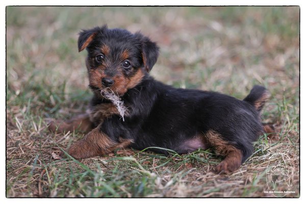 Australian Terrier von den Grauen Anfurten