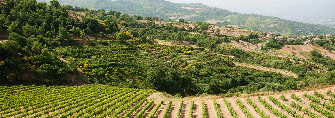 Terre di Cosenza