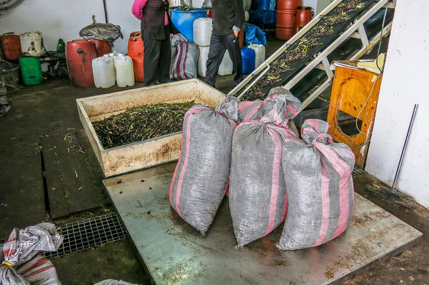 Olivensäcke auf der Waage. 400 Kg werden für eine Presse benötigt.