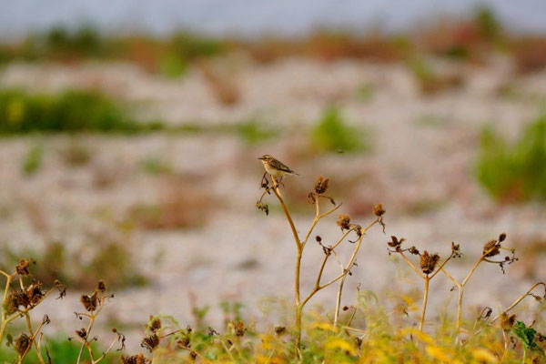 Foto: Sascha Hoffmann