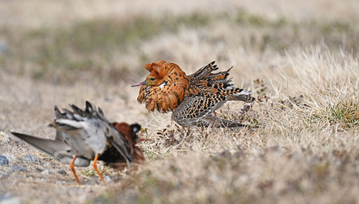 Kampfläufer / Foto: Stefan Wenzel