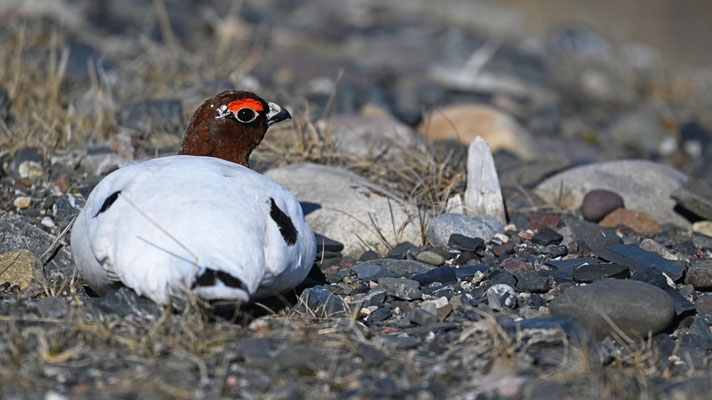 Moorschneehuhn / Foto: Stefan Wenzel